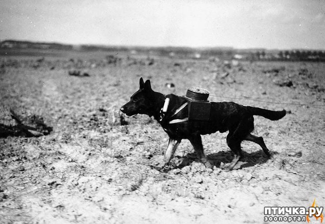 фото 7: Собаки-герои Великой Отечественной войны