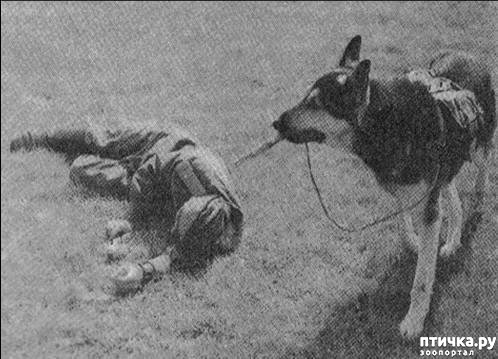 фото 12: Собаки-герои Великой Отечественной войны
