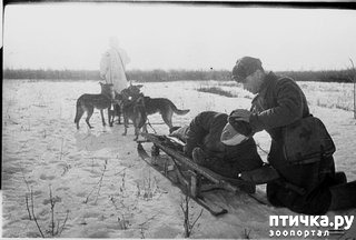 фото 10: Собаки-герои Великой Отечественной войны