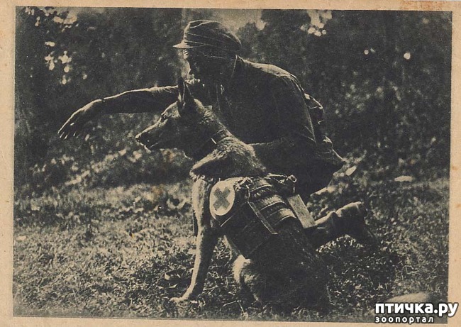 фото 11: Собаки-герои Великой Отечественной войны