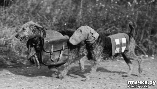 фото 13: Собаки-герои Великой Отечественной войны