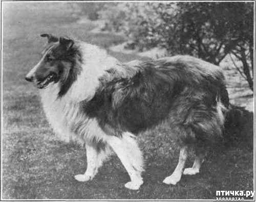 фото 15: Собаки-герои Великой Отечественной войны