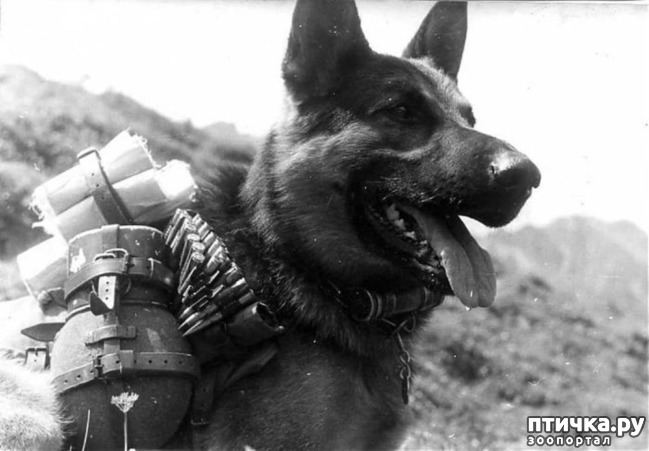 фото 8: Собаки-герои Великой Отечественной войны