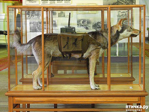 фото 17: Собаки-герои Великой Отечественной войны