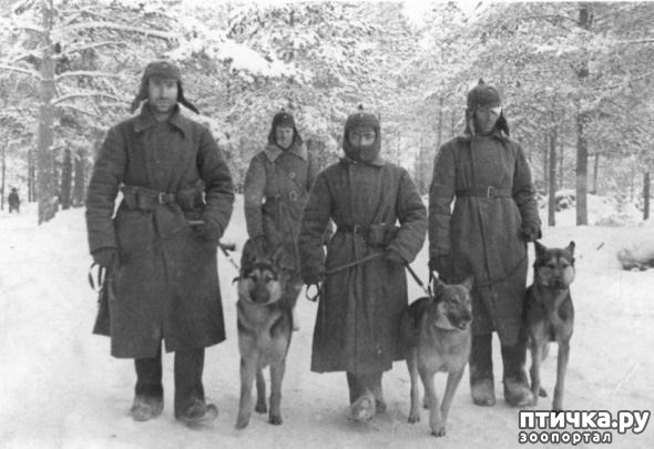 фото 19: Собаки-герои Великой Отечественной войны