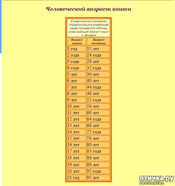 2003 год это сколько лет. Возраст хомяка по человеческим меркам таблица. Сколько лет хомяку по человеческим меркам таблица. Возраст джунгарского хомяка по человеческим меркам таблица. Возраст морских свинок по человеческим меркам таблица.