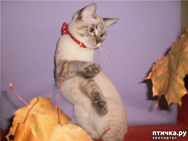 фото 2: Окрасы тайский кошек. Часть I