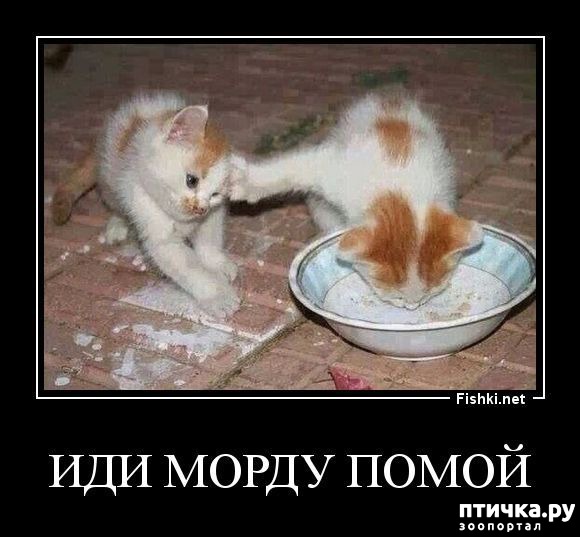  6:   )))