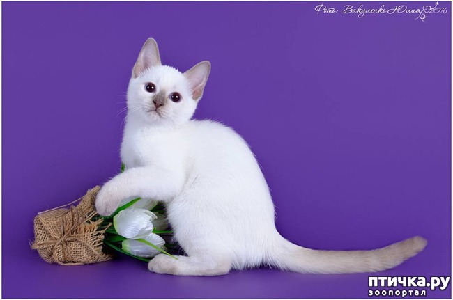 фото 6: Окрасы тайский кошек. Часть I