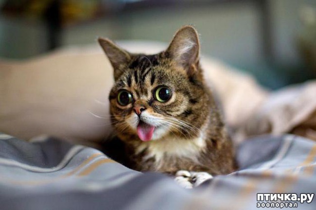 ���� 1: ����������