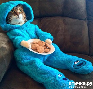 ����: ���������� �������� ����.