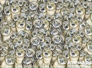 ����: ���� �� ��������������