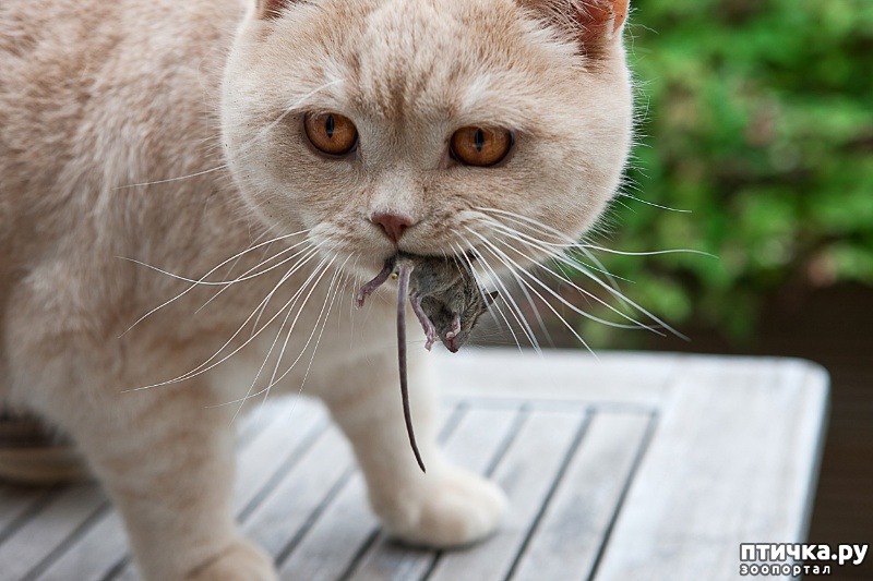 Усы у кошек - что это? — обсуждение в группе Кошки | Птичка.ру