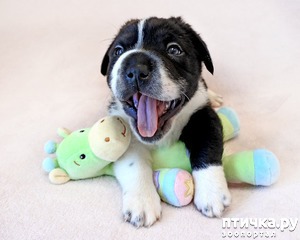 ����: ����������� �������� ��� ����, ����� ������� ��� �����