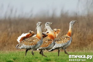 ����: Amiata: ����� ��, �������, �������� ������?