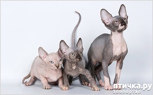 ����: ������. ������