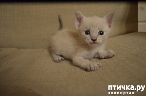 Тайские кошки