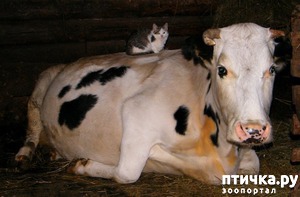 ����: ��� ��� ����� ������ ����� ������)