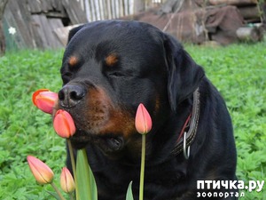 ����: ���-��������