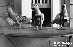 ����: ������-����� ������ � ������ ������� �����.