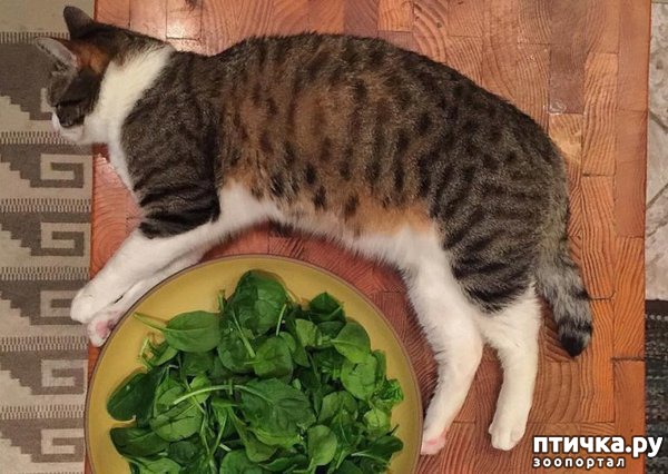 ���� 6: ����� �� ������ �������)