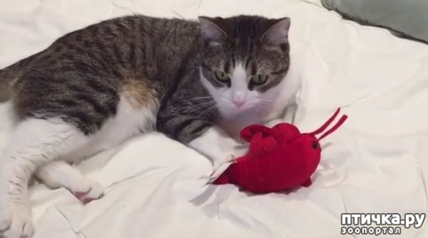 ���� 8: ����� �� ������ �������)