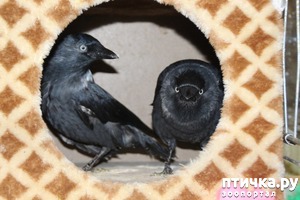 ����: Amiata:������ Amiata�� ������ -������� ��� ����� � ����� (57) � ��� (15) � ���. ��� ������������ � ������������ (7) ������ (6) ���������� (3) �������. (3) �������� (15) ��������������� ��������� (13) ����������� (12) ��������� - ��� ���� (8) ��������