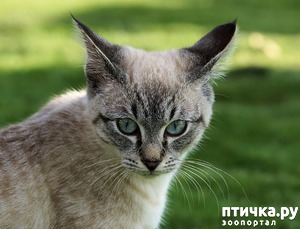 ����: ��� ���� �� ������ �������