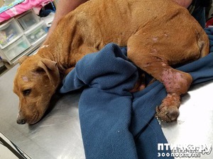 ����: ��� ��������, ���� ������ � ������