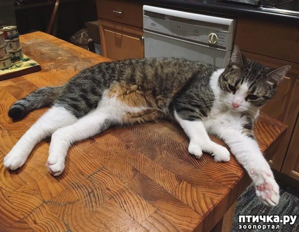 ���� 3: ����� �� ������ �������)