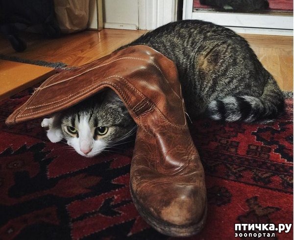 ���� 4: ����� �� ������ �������)