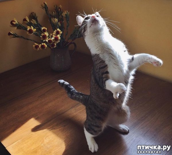 ���� 5: ����� �� ������ �������)