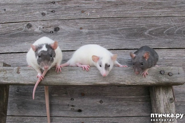 ���� 17: ������� � ����� �������� -1