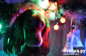 ����: ��� ������� ������ ����