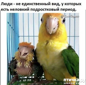 ����: ������������ �������