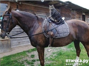 ����: ���������