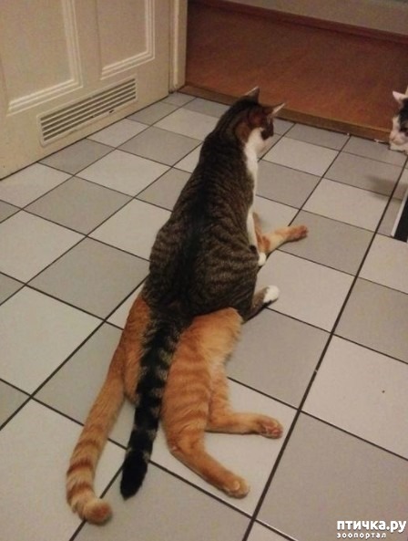 ���� 4: ���������