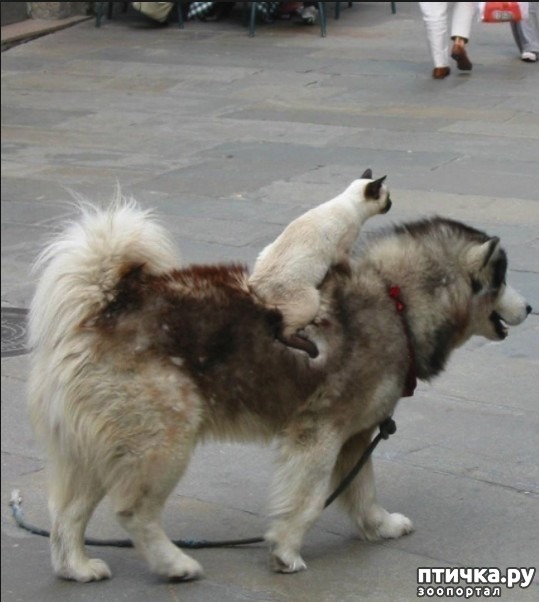 ���� 6: ���������