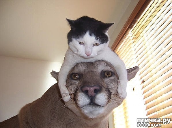 ���� 8: ���������