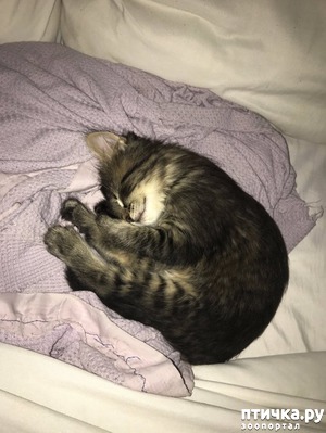 ����: "�������� �������" �����))