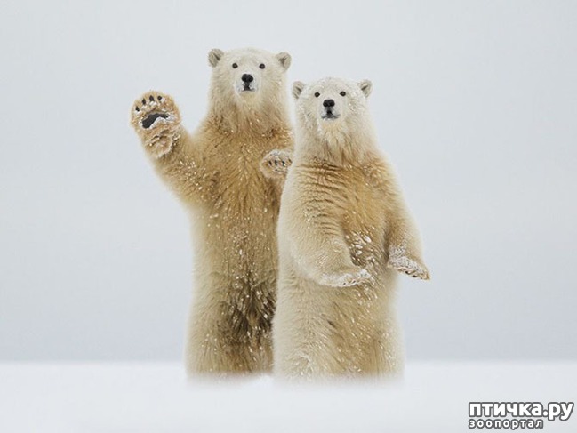 ���� 23: ��� �� �������! ������������ - ��...