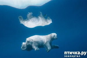 ����: ��� �� �������! ������������ - ��...