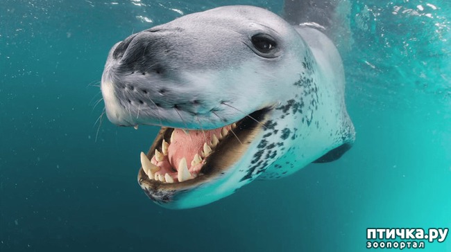 ���� 2: ��� �� �������! ������������ - ��...