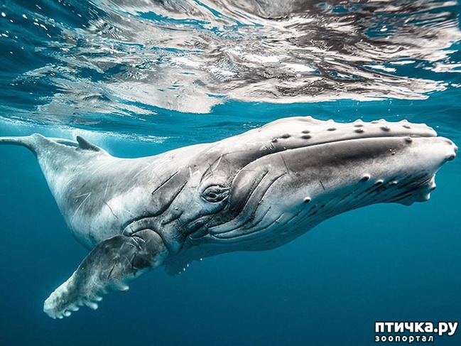 ���� 4: ��� �� �������! ������������ - ��...