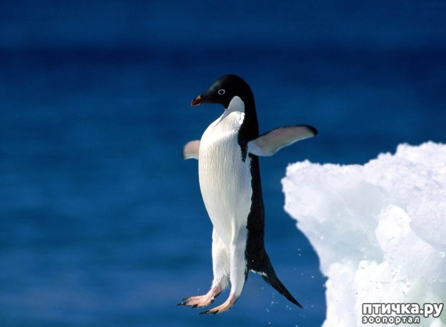 ���� 10: ��� �� �������! ������������ - ��...