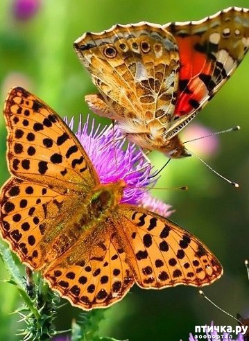 ���� 17: ��� �� �������! ������������ - ��...