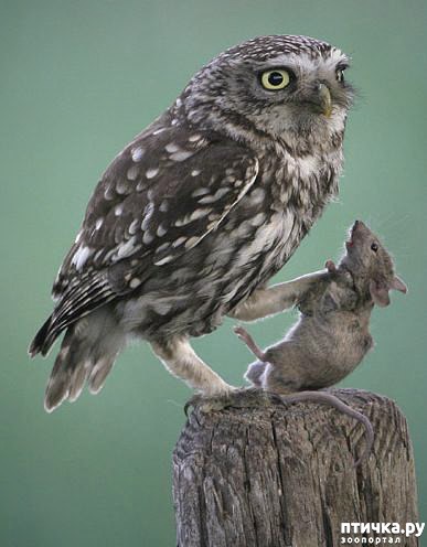 ���� 18: ��� �� �������! ������������ - ��...