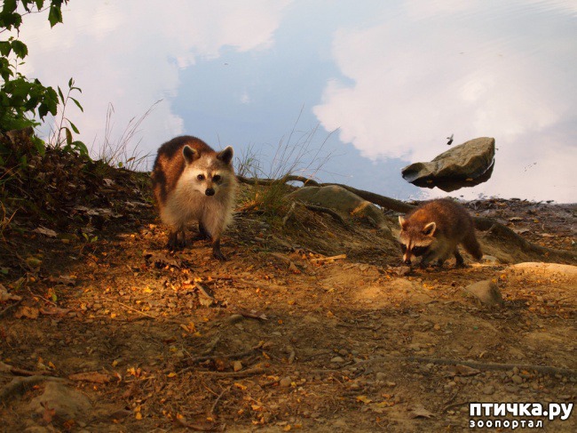 ���� 21: ��� �� �������! ������������ - ��...