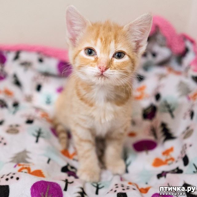 ���� 4: ��������� �� �������