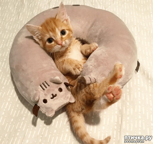 ���� 6: ��������� �� �������